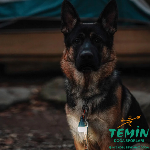 TEMİN | Av ● Outdoor ● Atış | PCP, Havalı Tüfek, Tabanca & Optik