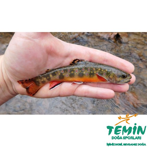 TEMİN | Av ● Outdoor ● Atış | PCP, Havalı Tüfek, Tabanca & Optik